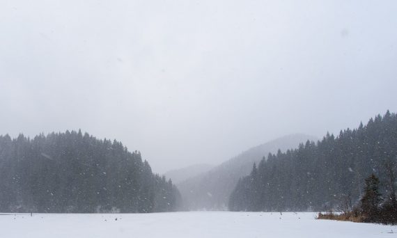 iarna zapada padure ninsoare alb frig natura efectele gerului