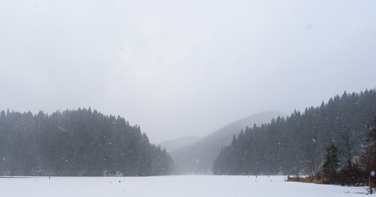 iarna zapada padure ninsoare alb frig natura efectele gerului