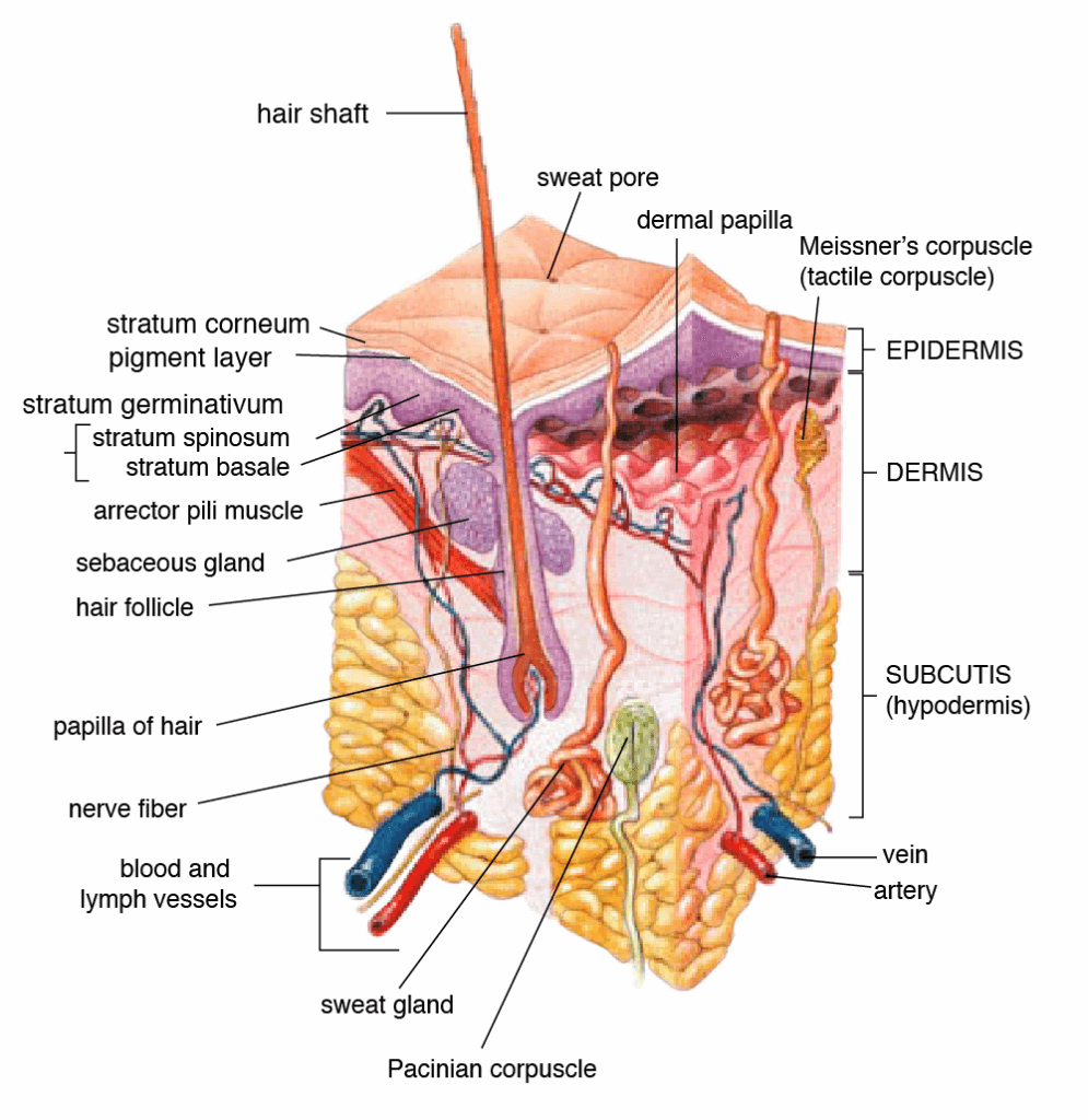 anatomia pielii - glande sudoripare